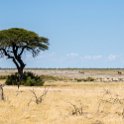 NAM OSHI Etosha 2016NOV27 080 : 2016, 2016 - African Adventures, Africa, Date, Etosha National Park, Month, Namibia, November, Oshikoto, Places, Southern, Trips, Year